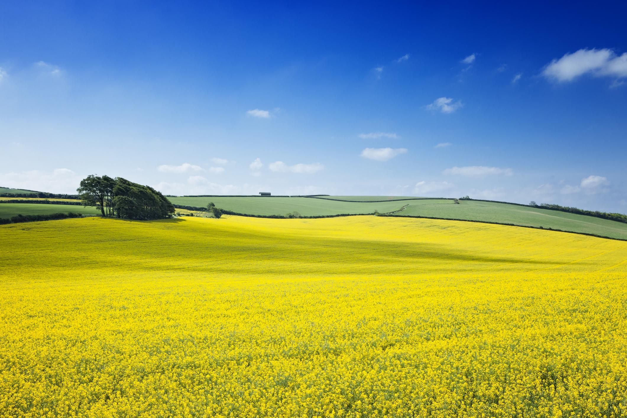 Семена рапса в Украине 2020: выбор семян озимого рапса и комплексный подход Семена рапса в Украине 2020: выбор семян озимого рапса и комплексный подход