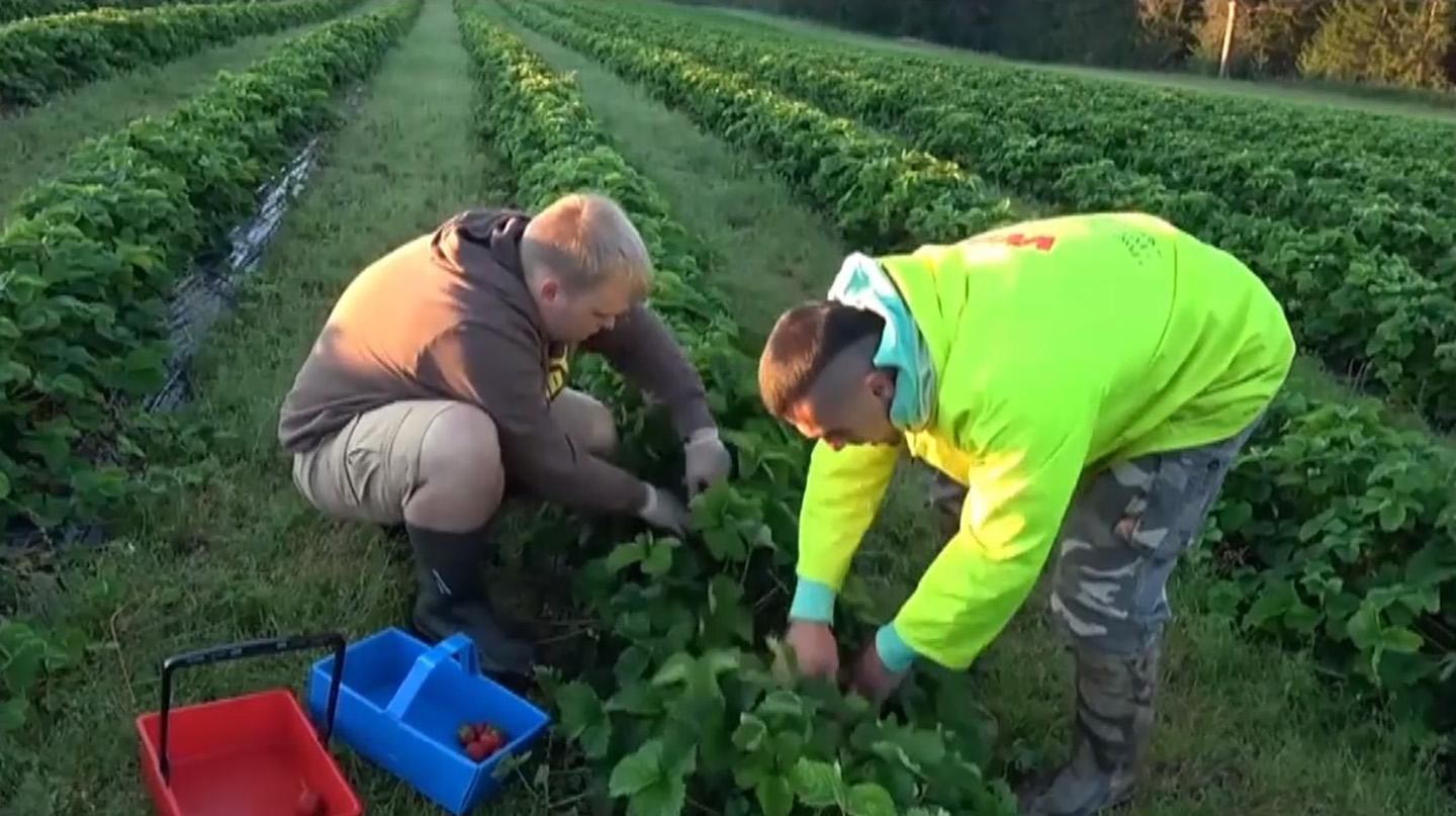 Италия хочет легализовать трудовых мигрантов: чем это грозит Украине Италия хочет легализовать трудовых мигрантов: чем это грозит Украине