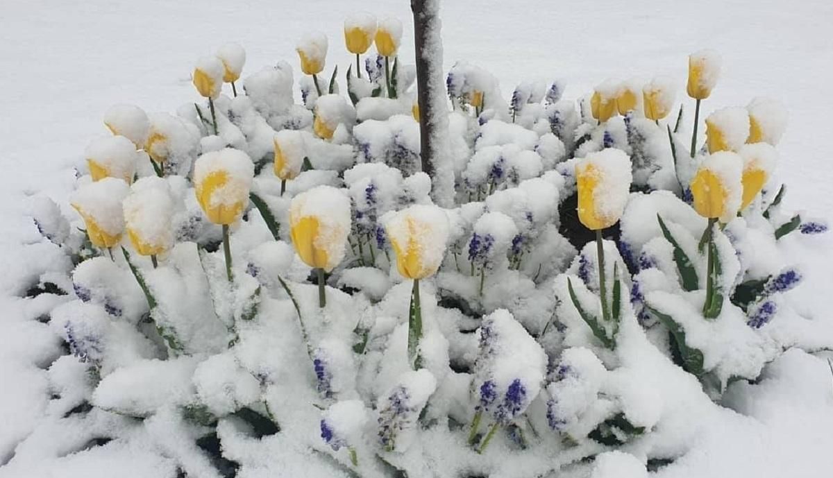 Європу завалило снігом 12 травня 2020: фото, відео Європу завалило снігом 12 травня 2020: фото, відео