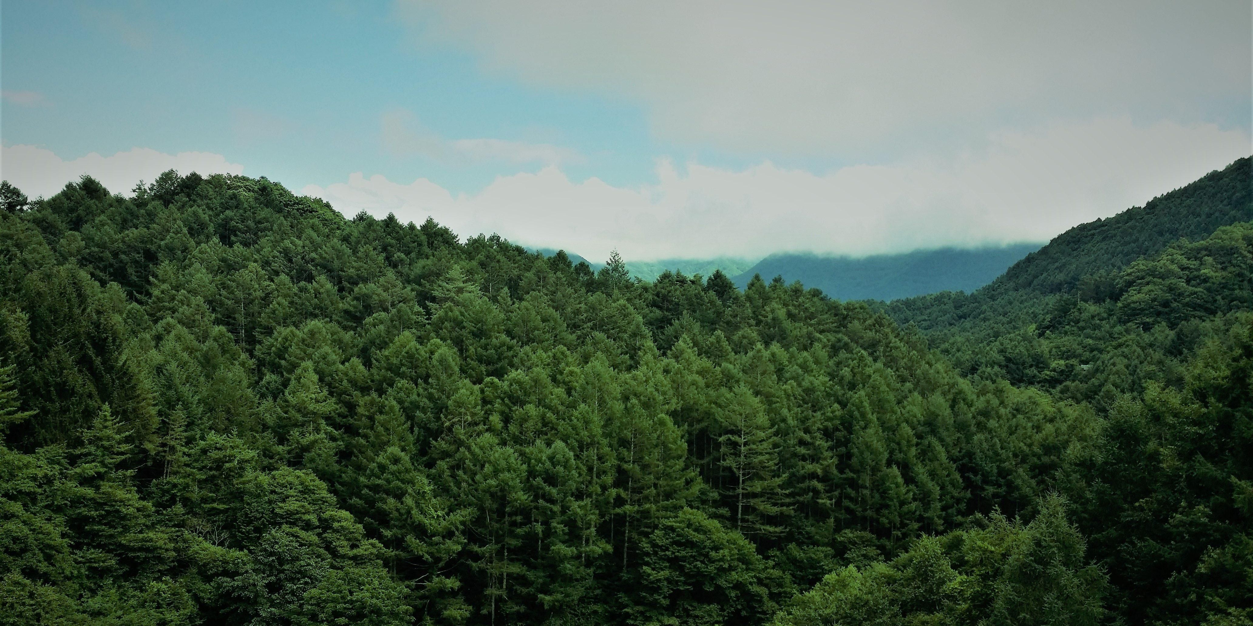 В Україні повинна бути державна політика щодо адаптації лісів до зміни клімату, – WWF В Україні повинна бути державна політика щодо адаптації лісів до зміни клімату, – WWF