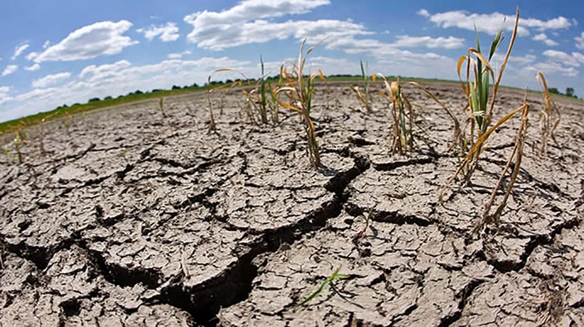 80% посевов пропали из-за засухи в Одесской области