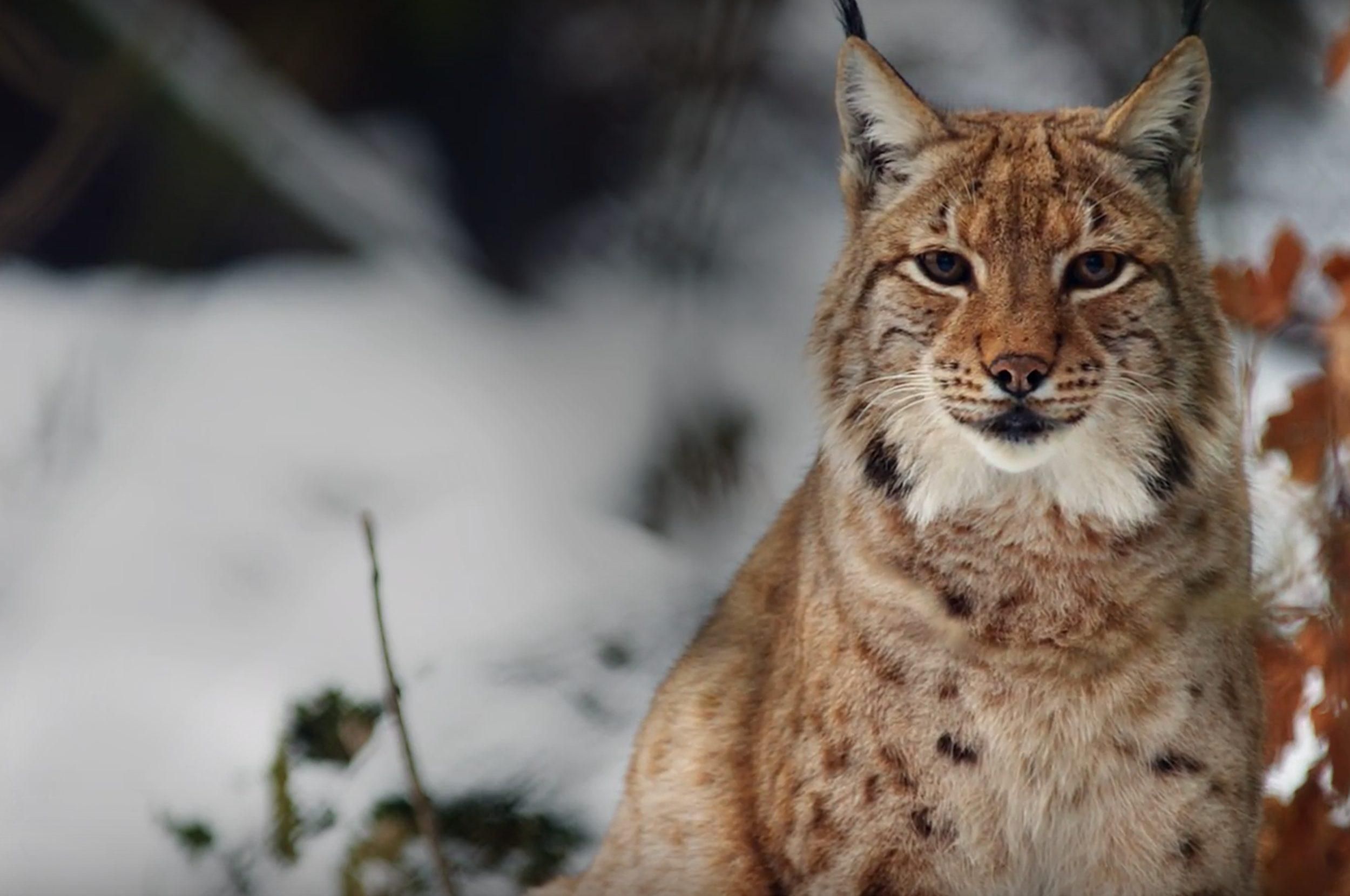 Україні потрібна стратегія збереження біорізноманіття і середовища існування видів тварин, – WWF Україні потрібна стратегія збереження біорізноманіття і середовища існування видів тварин, – WWF