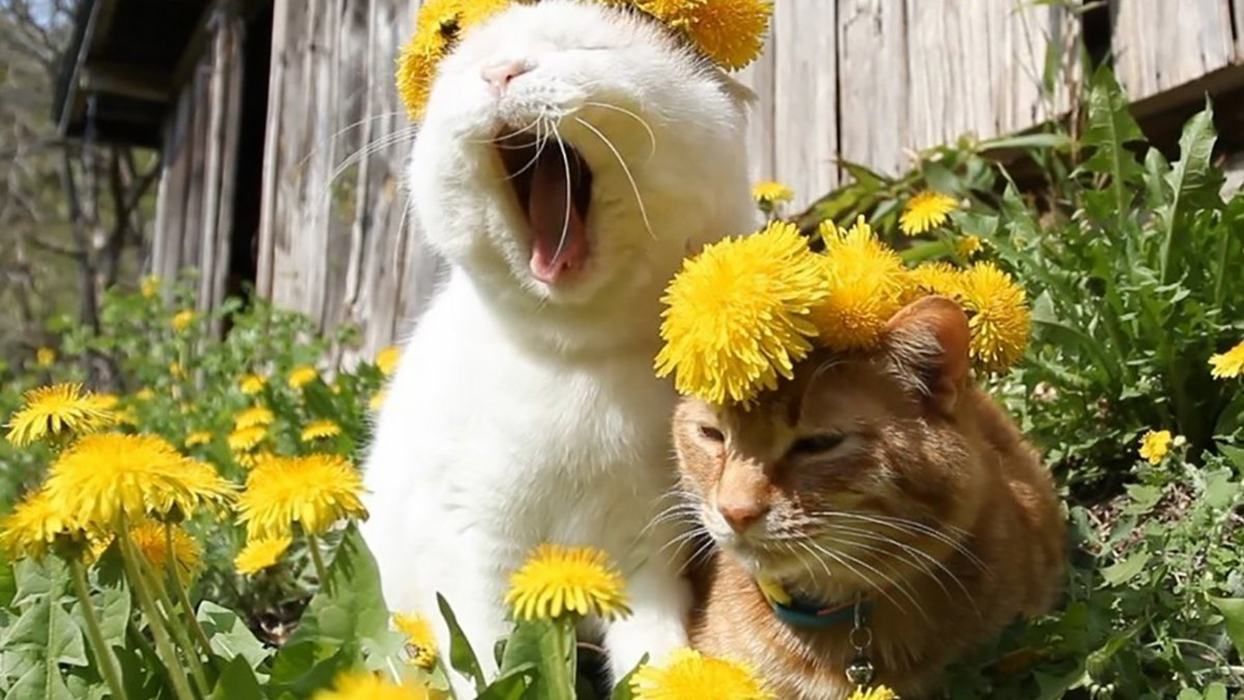 Погода 16 мая 2020 в Украине – какую погоду обещает синоптик Погода 16 мая 2020 в Украине – какую погоду обещает синоптик