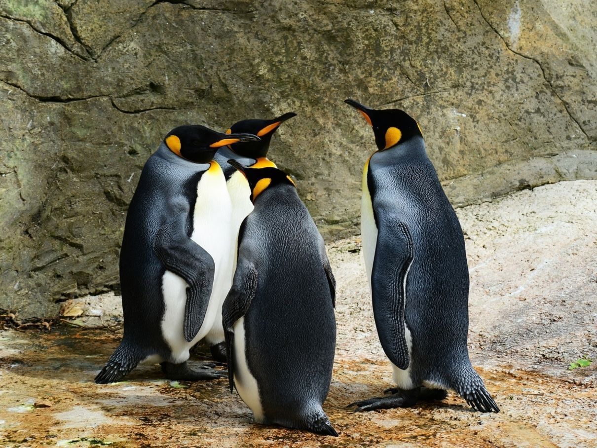 Звеселяючий газ з-під хвоста: пінгвіни одурманили дослідників