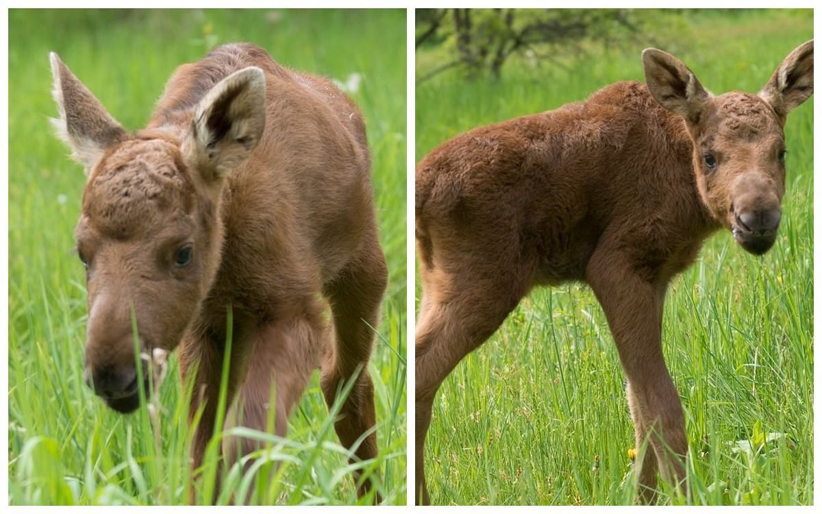 Двох лосенят з Чорнобиля прихистили в екопарку Харкова: зворушливі кадри Двох лосенят з Чорнобиля прихистили в екопарку Харкова: зворушливі кадри