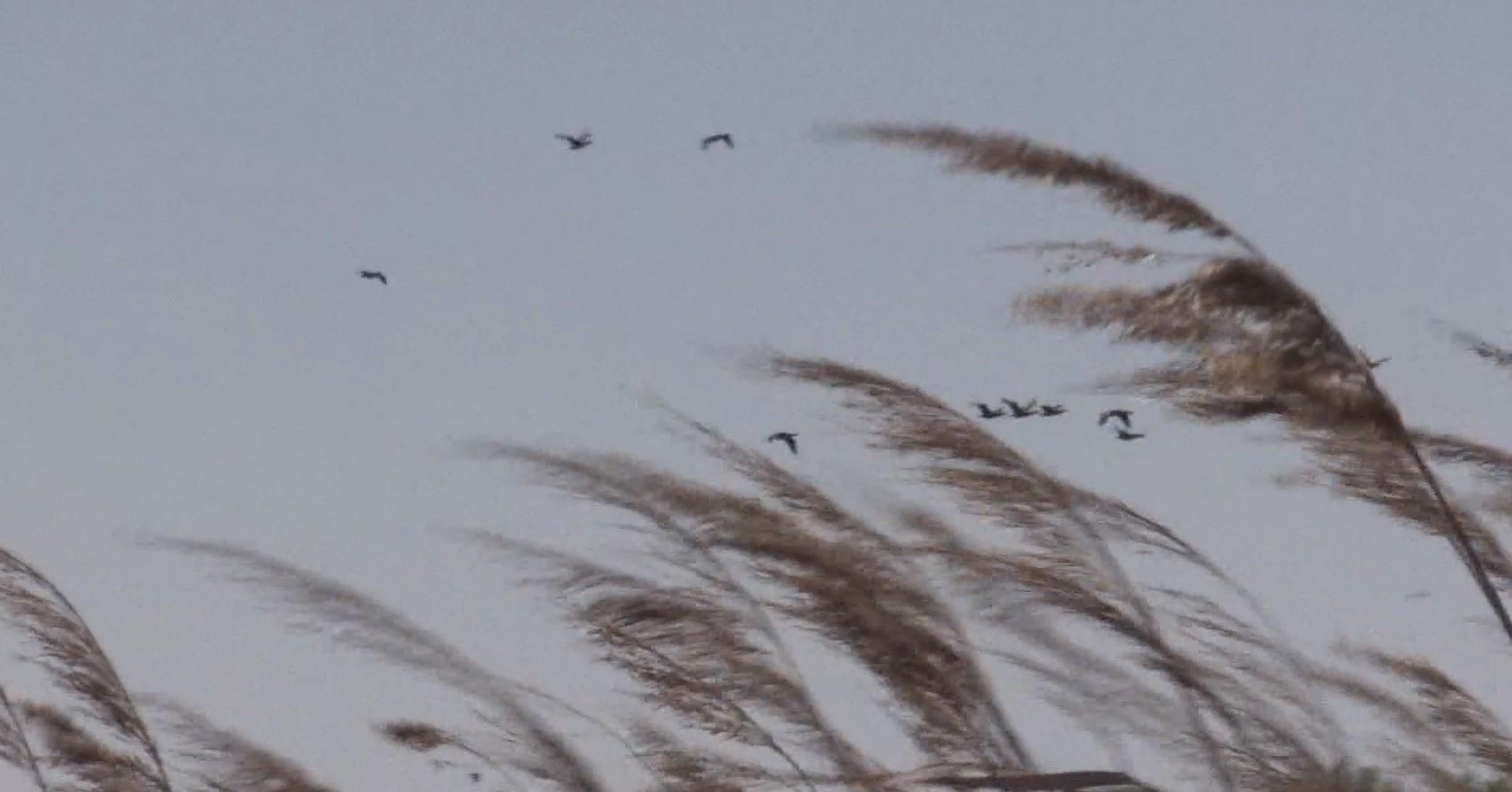 Чайки-хохотуньи массово поселились на побережье Азовского моря: зрелищное видео