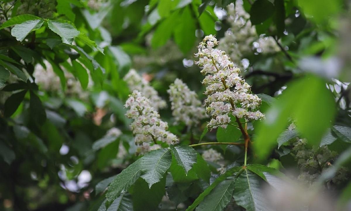 Погода 19 травня 2020 в Україні – яку погоду обіцяє синоптик Погода 19 травня 2020 в Україні – яку погоду обіцяє синоптик