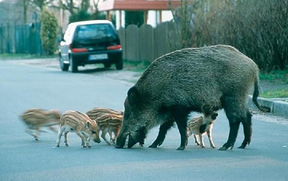 Неочікувані гості: у Берліні перекрили вулицю через стадо диких кабанів – відео Неочікувані гості: у Берліні перекрили вулицю через стадо диких кабанів – відео