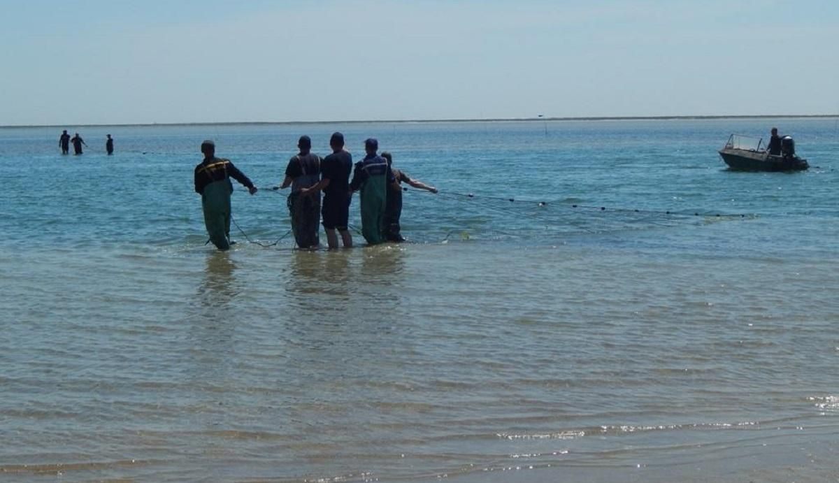 На Херсонщині рятували дельфінів, що потрапили у пастку: фото і відео На Херсонщині рятували дельфінів, що потрапили у пастку: фото і відео