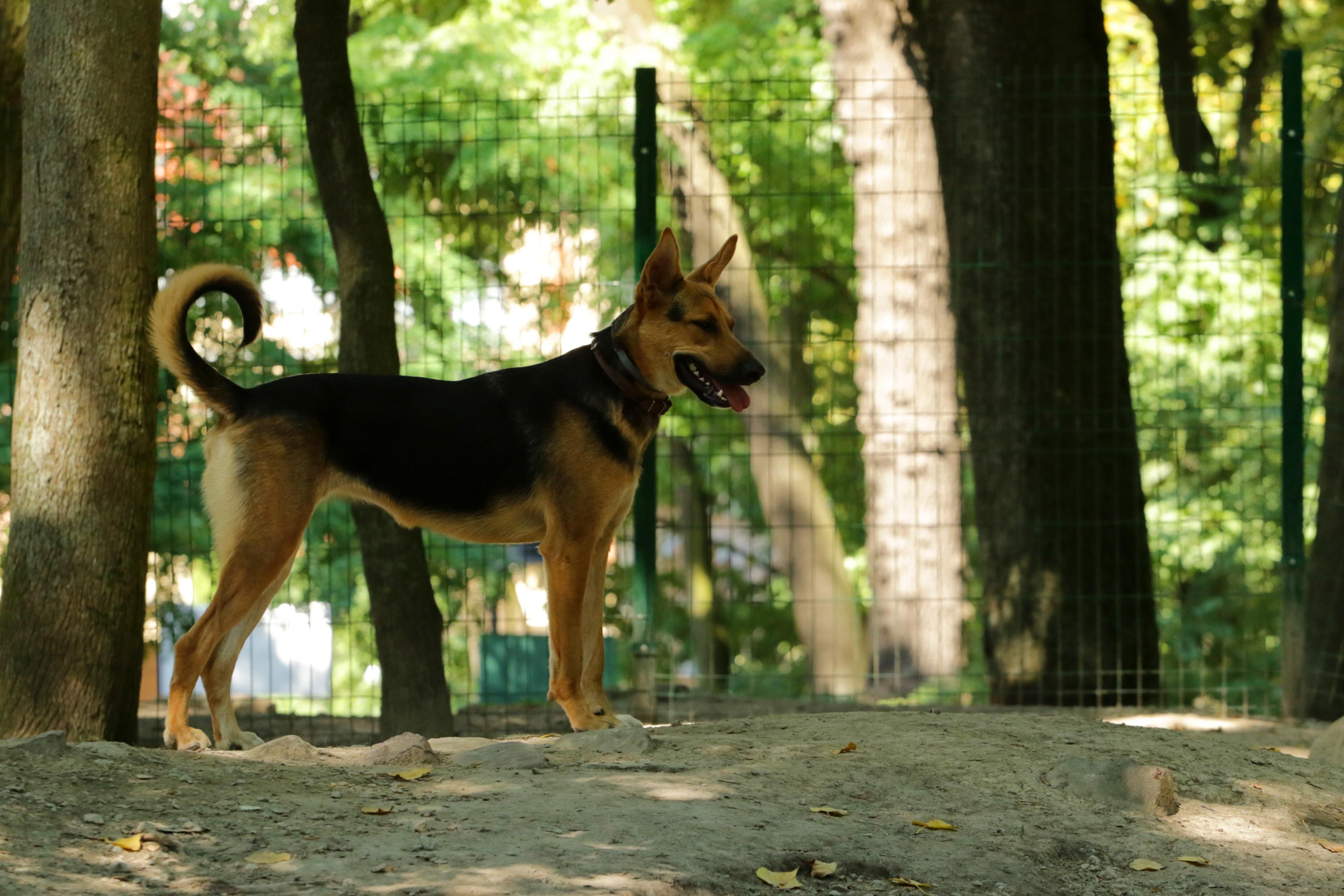 Время вспомнить скандал с нардепом и пенсионеркой: Минюст продает собак за долги хозяев Время вспомнить скандал с нардепом и пенсионеркой: Минюст продает собак за долги хозяев