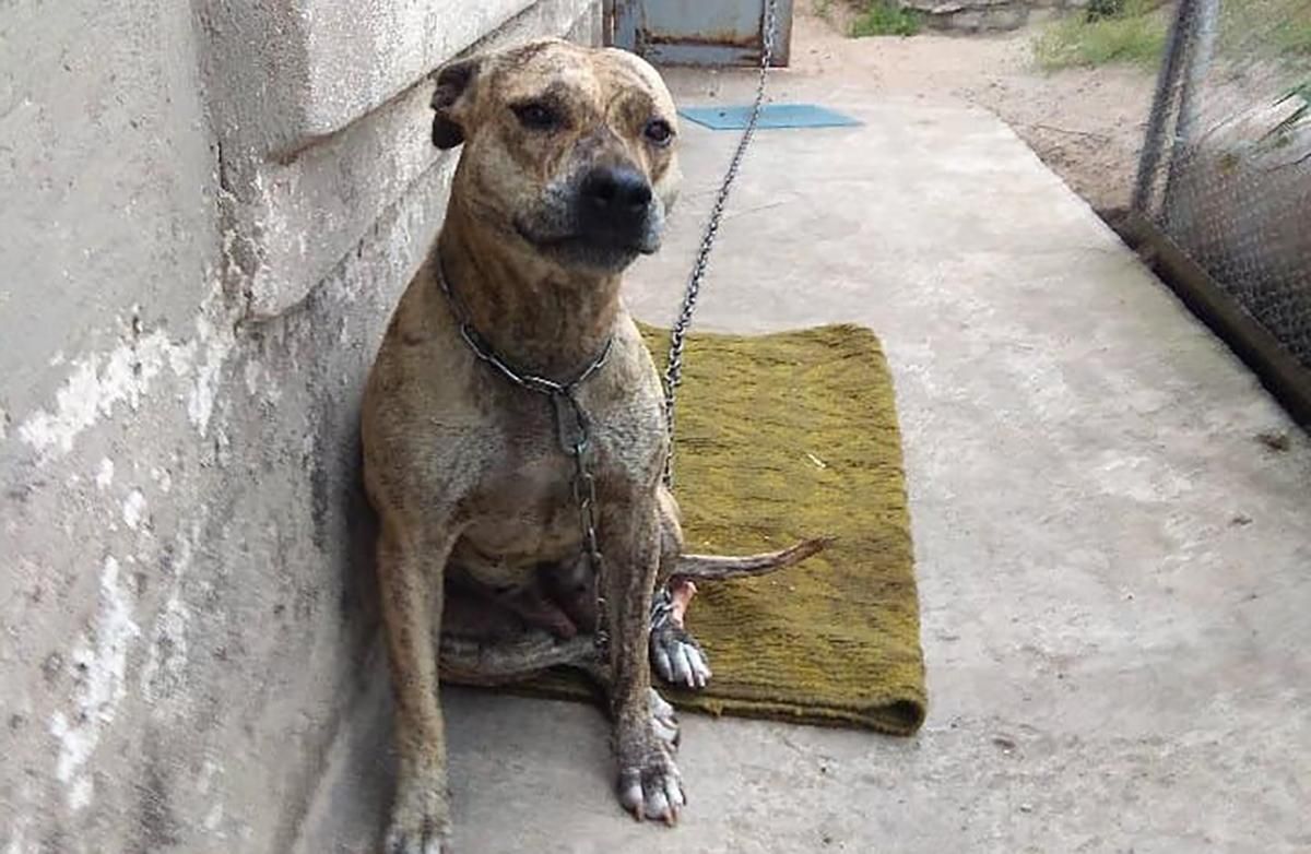 Скандал с продажей собаки на аукционе: почему Минюст отбирает животных у их владельцев