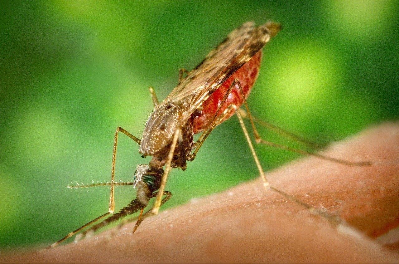 В Украине зафиксировали случай малярии