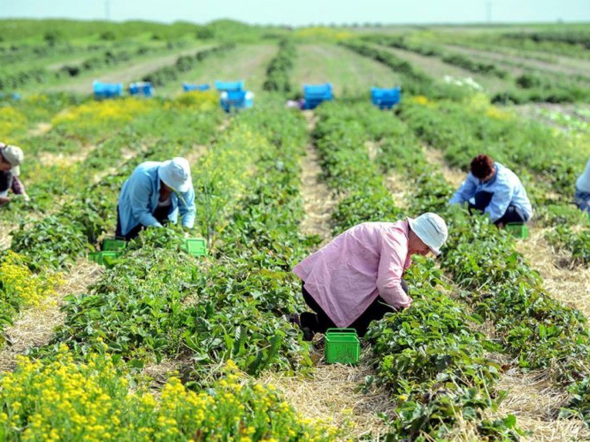 Польша отказалась от карантина для сезонных работников из Украины Польша отказалась от карантина для сезонных работников из Украины