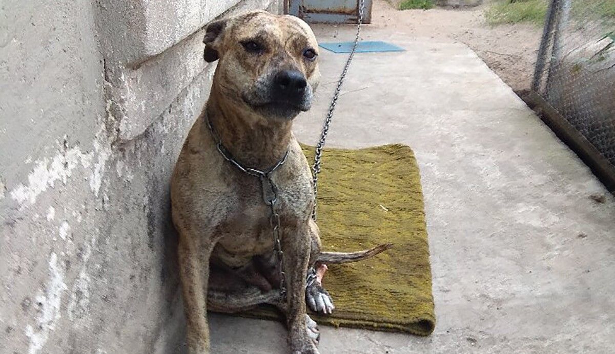 Минюст продал конфискованную собаку: какая впечатляющая сумма победила на аукционе Минюст продал конфискованную собаку: какая впечатляющая сумма победила на аукционе