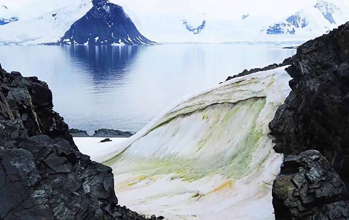 Антарктика стає зеленою і це видно навіть з космосу: фото
