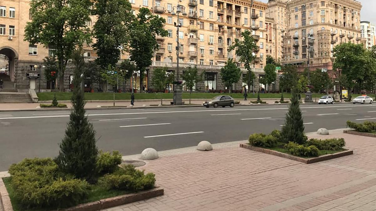 В Киеве на Крещатике, вместо каштанов, высадили можжевельник: что известно В Киеве на Крещатике, вместо каштанов, высадили можжевельник: что известно