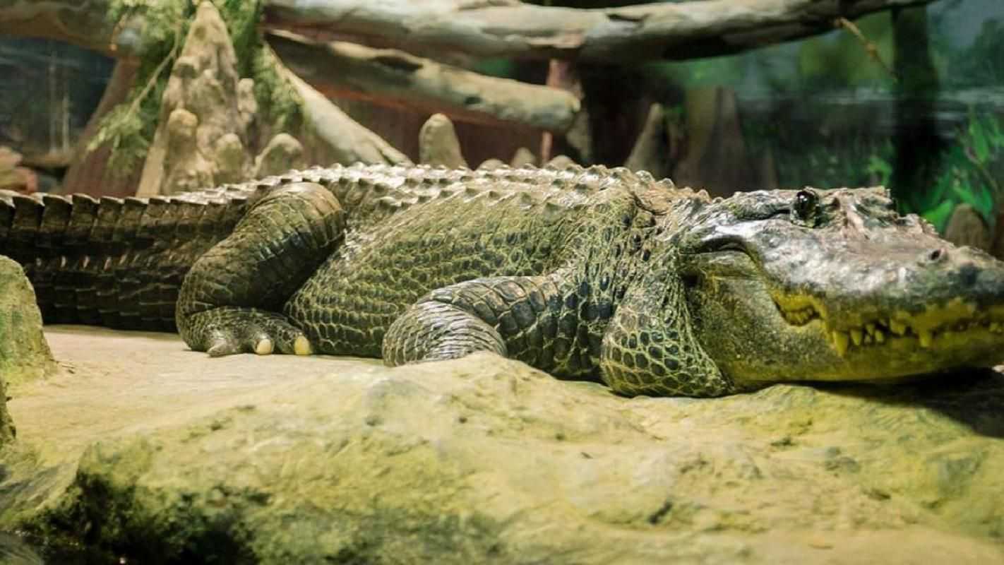 Втік з Німеччини під час війни: у зоопарку Москви помер "алігатор Гітлера" Втік з Німеччини під час війни: у зоопарку Москви помер "алігатор Гітлера"