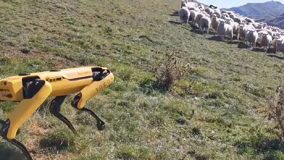 Робопса Spot навчили пасти овець: кумедне відео