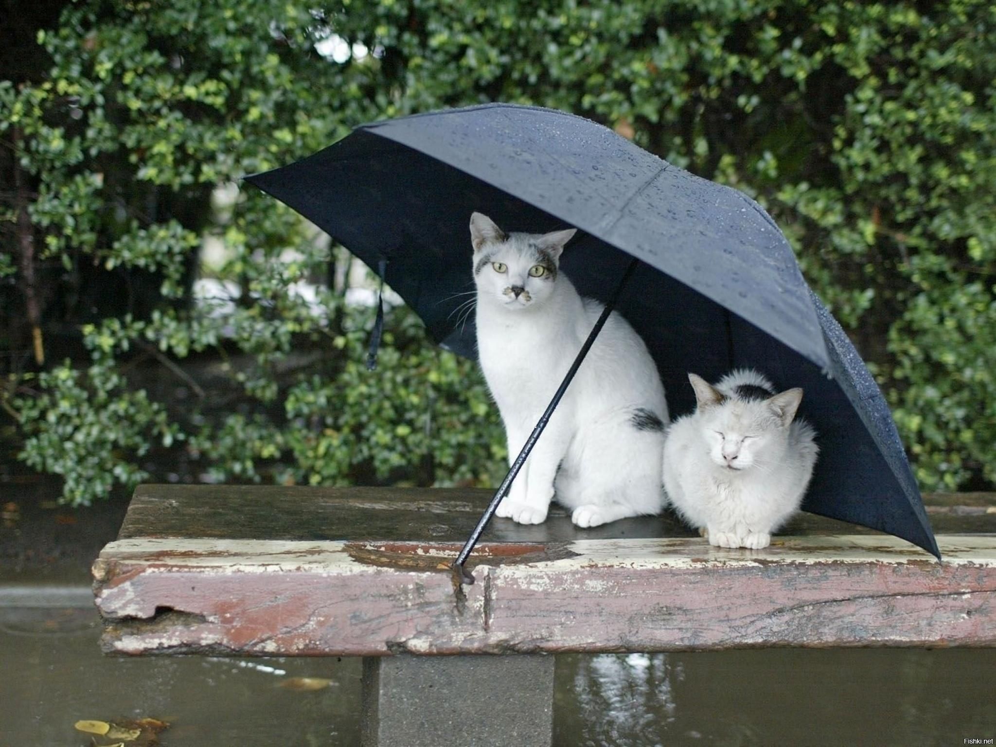 Когда начнется потепление в Украине 2020 - прогноз синоптика Когда начнется потепление в Украине 2020 - прогноз синоптика