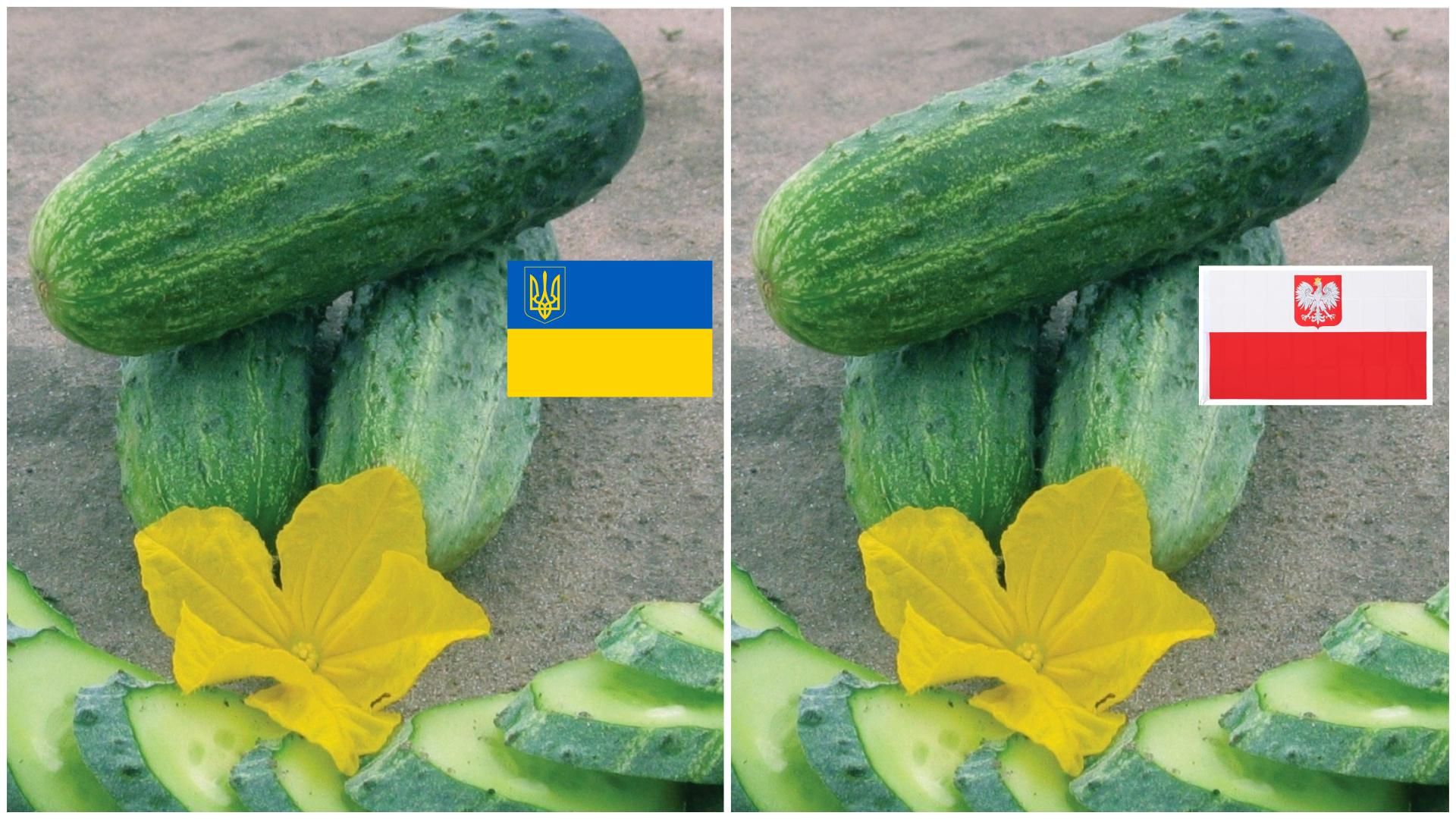 Чим відрізняються польські огірки від українстьких, якщо вони лежать на приклавку у Biedronka? Чим відрізняються польські огірки від українстьких, якщо вони лежать на приклавку у Biedronka?