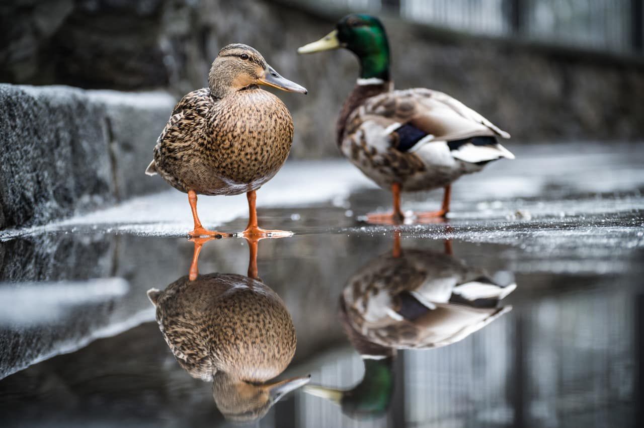 МЗС надало дипломатичний притулок качкам – милі фото МЗС надало дипломатичний притулок качкам – милі фото