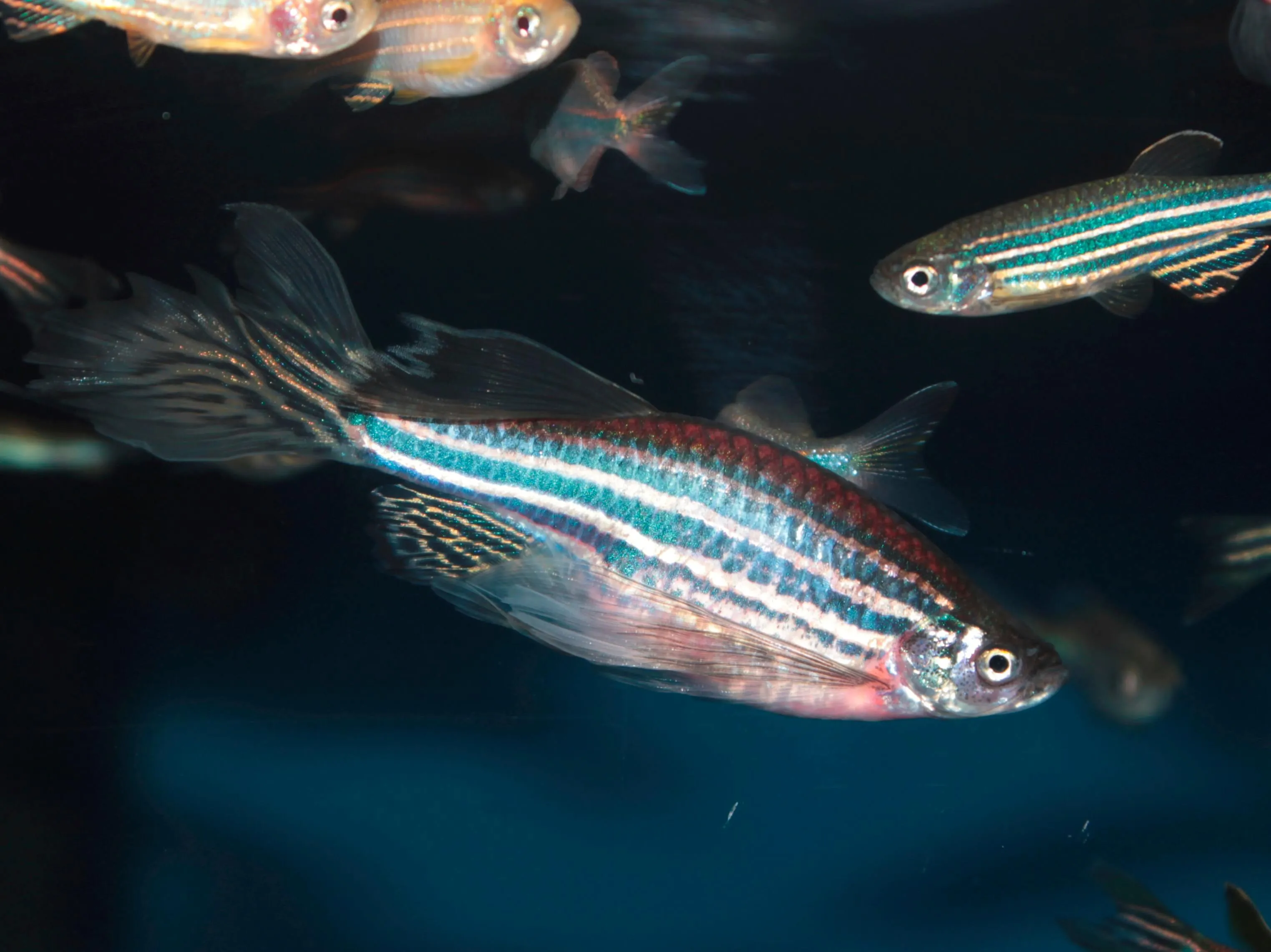 Рибки допомогли знайти новий статевий гормон 