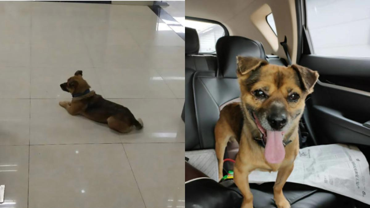 Собака 3 місяці чекав у лікарні на свого господаря, який помер від COVID-19: зворушлива історія