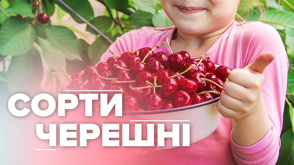 З’явилися перші черешні, коли дозрівають різні сорти: інфографіка З’явилися перші черешні, коли дозрівають різні сорти: інфографіка