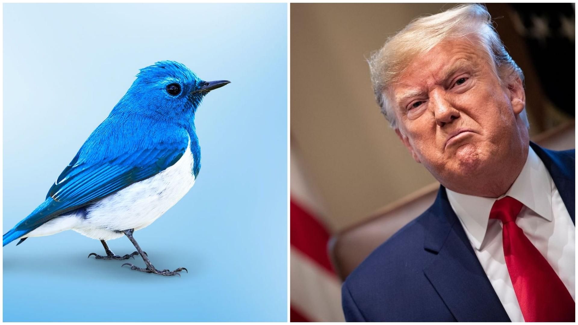 Twitter и Трамп: любовь и ненависть в пределах шага Twitter и Трамп: любовь и ненависть в пределах шага