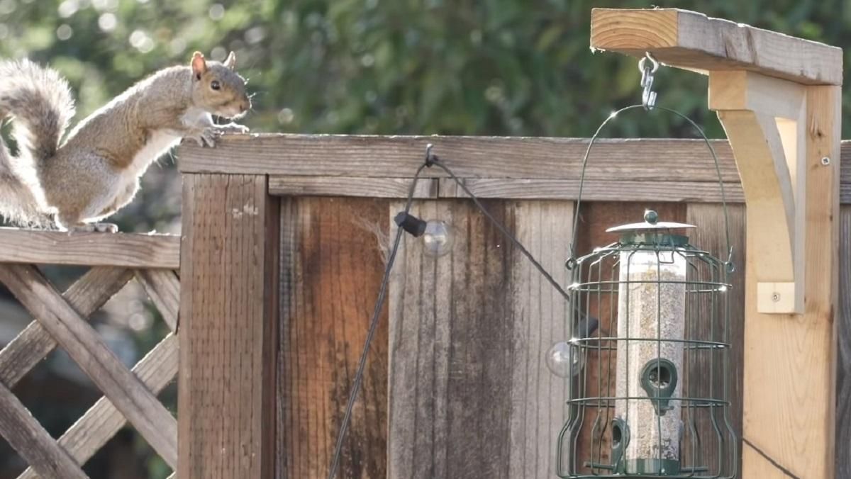 Колишній інженер NASA побудував високотехнологічну смугу перешкод для білок: відео Колишній інженер NASA побудував високотехнологічну смугу перешкод для білок: відео