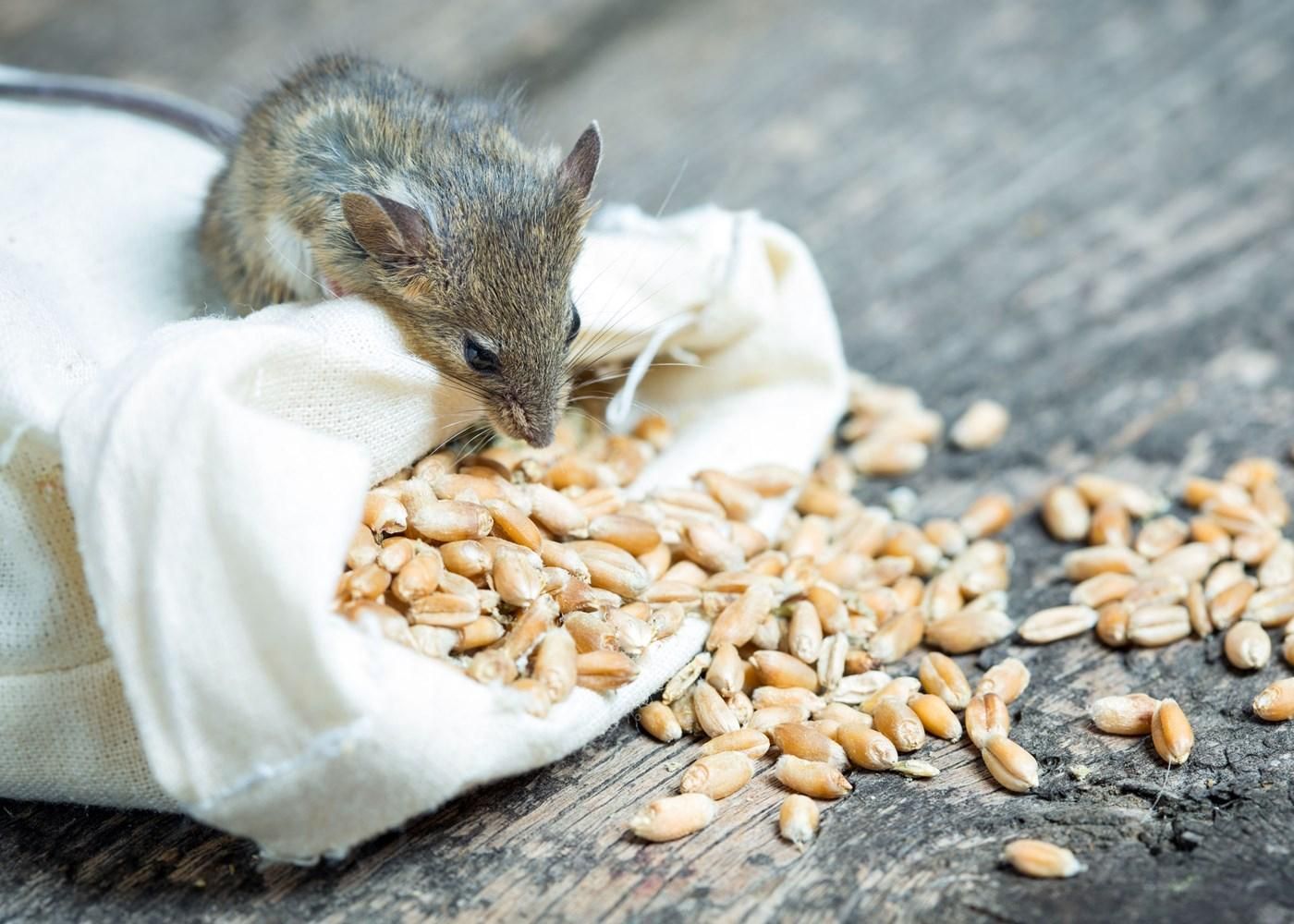 Из Госрезерва пропало зерно на 800 миллионов гривен: сколько для этого надо мышей
