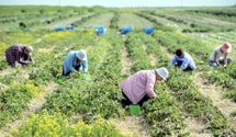 Українські заробітчани повертаються в Польщу, зарплата значно зросла, – Rzeczpospolita Українські заробітчани повертаються в Польщу, зарплата значно зросла, – Rzeczpospolita