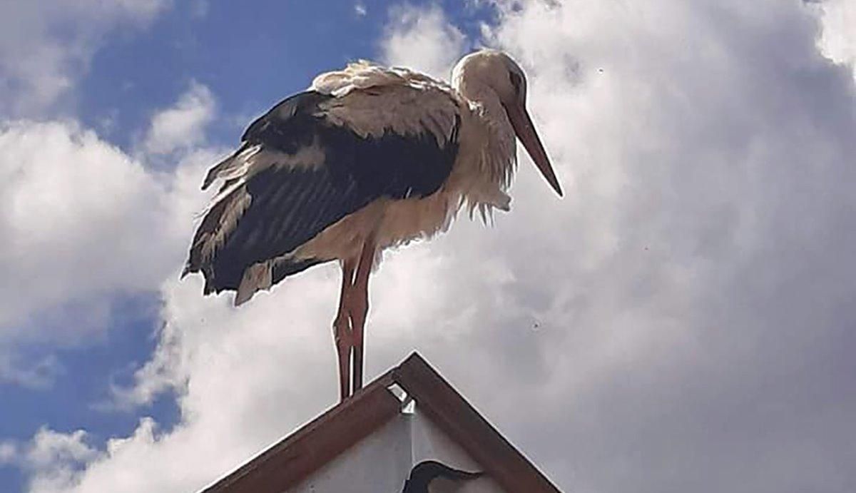 Дом для аиста: как в Глухове активисты спасали птицу Дом для аиста: как в Глухове активисты спасали птицу