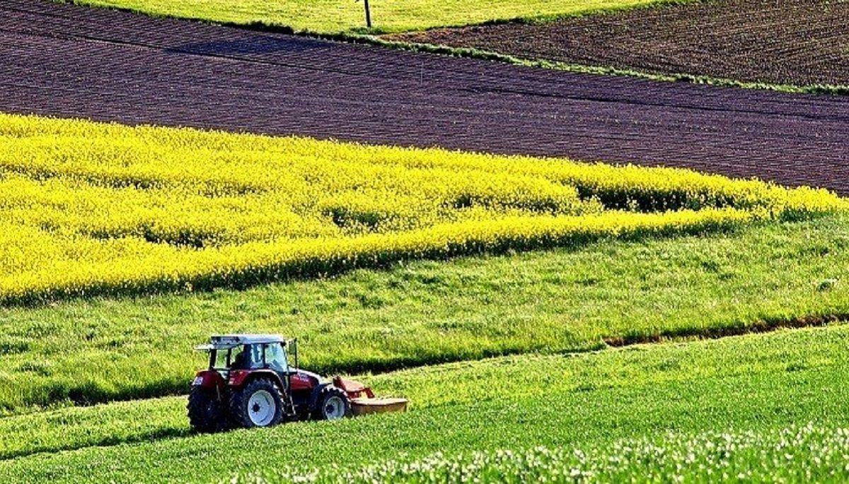 Чому чесним фермерам не варто боятися детінізації АПК Чому чесним фермерам не варто боятися детінізації АПК
