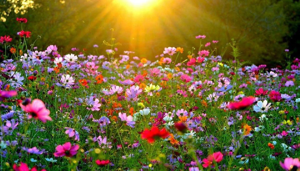 Погода 9 июня 2020 в Украине: какую погоду обещает синоптик Погода 9 июня 2020 в Украине: какую погоду обещает синоптик