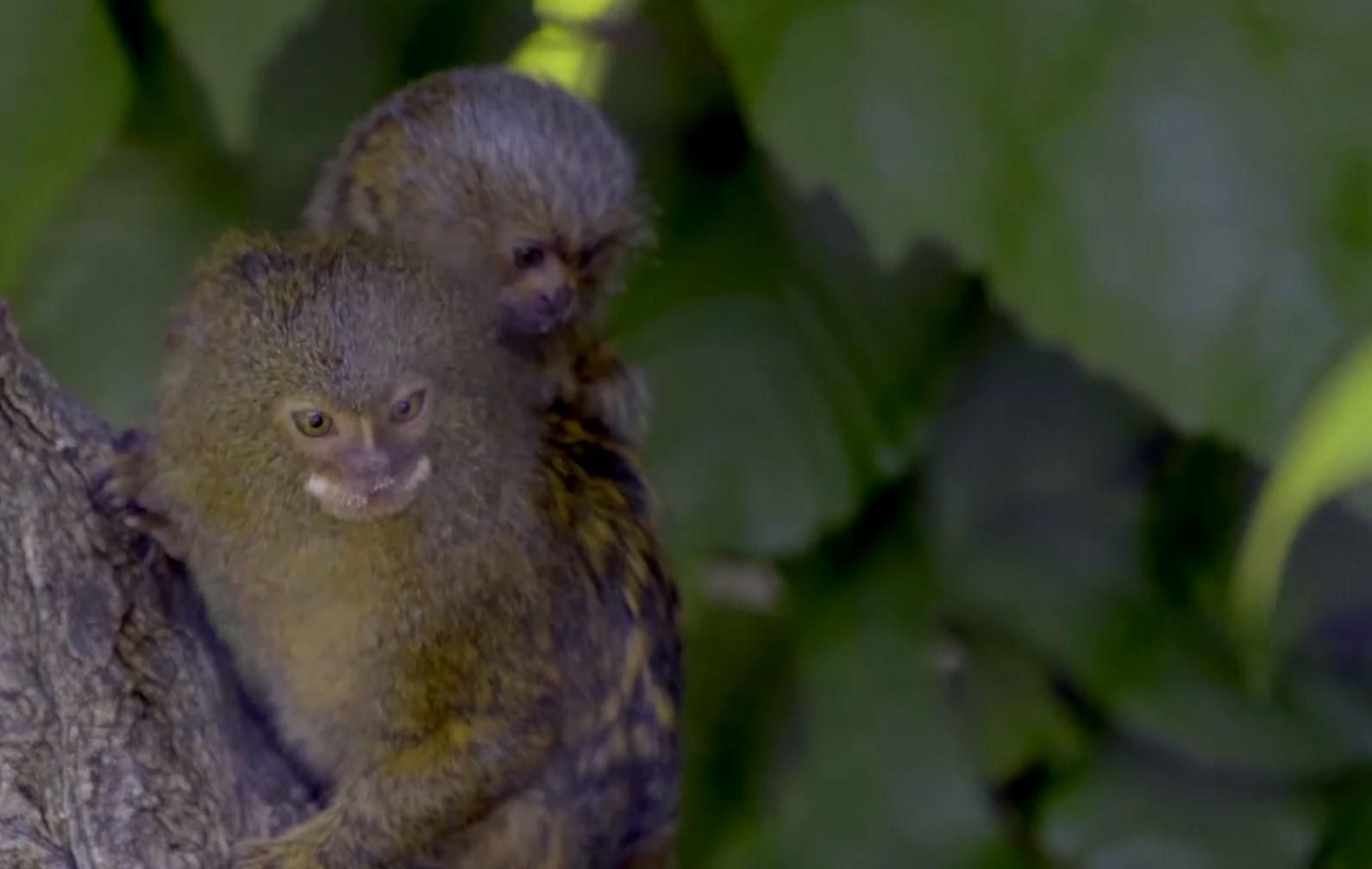 У Відні народилося одне з найменших мавпенят у світі: миле відео