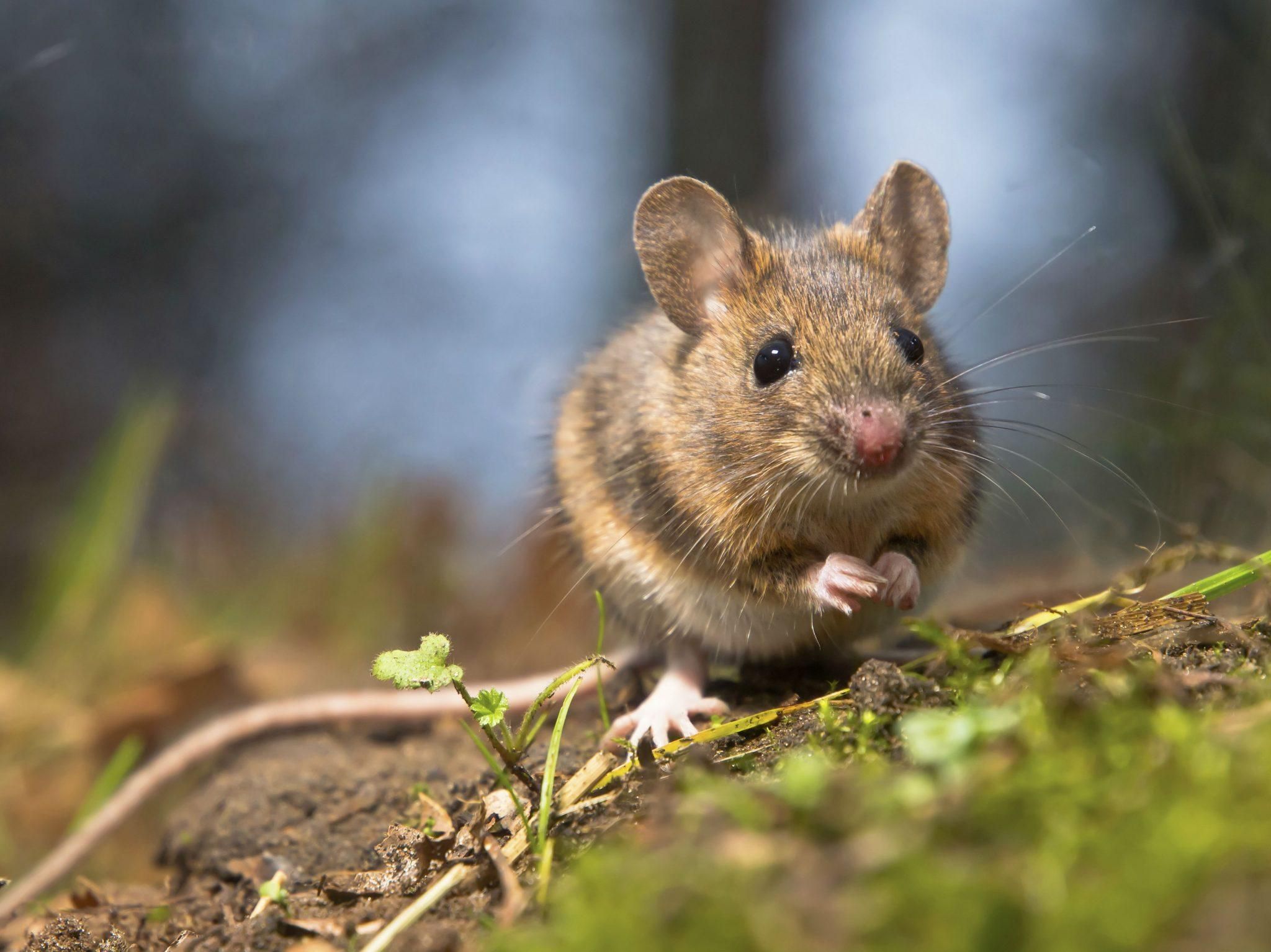 На Тернопольщине суд оправдал мужчину, ведь вещественное доказательство съели мыши