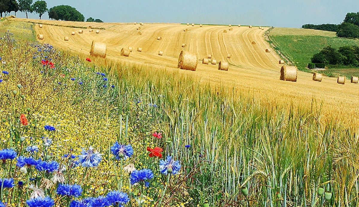 У Києві настало метеорологічне літо: деталі