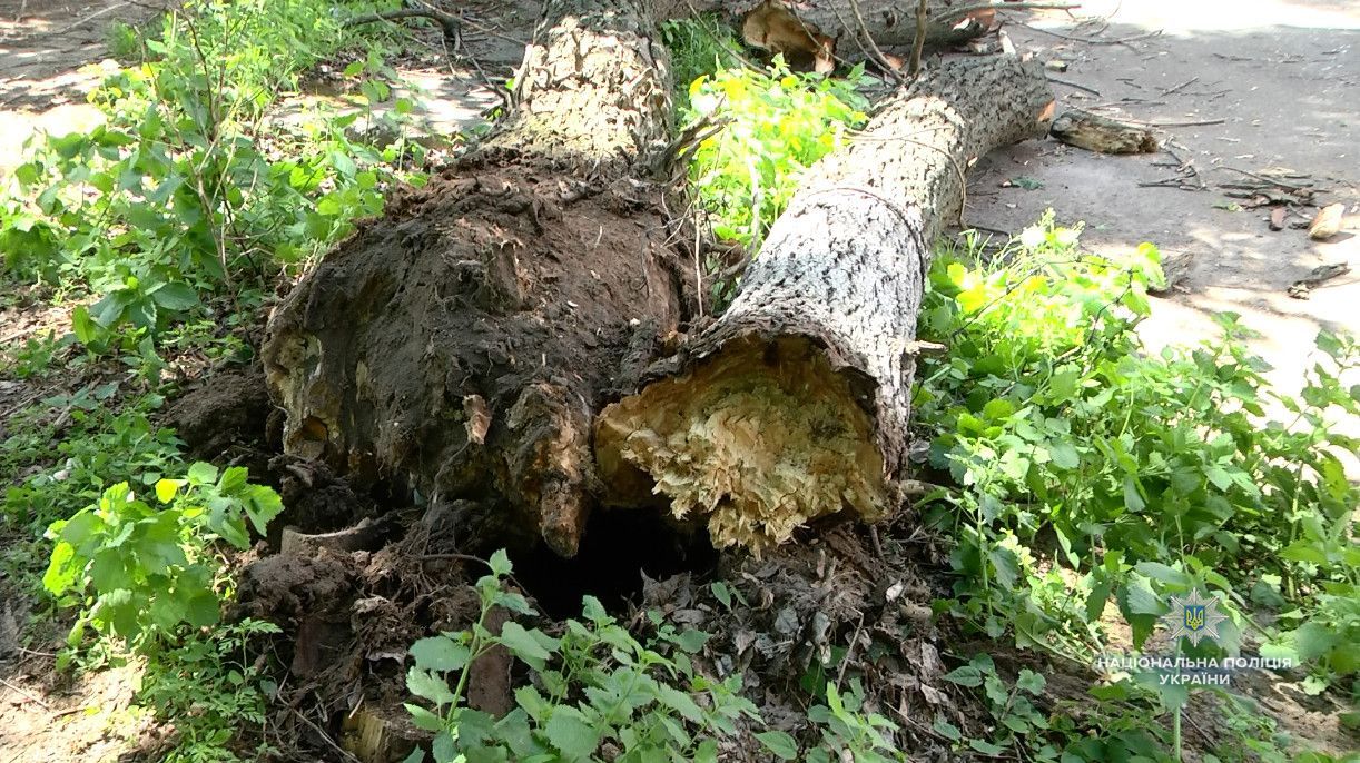 У Києві через сильний вітер на людей впало дерево – фото