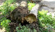 В Киеве из-за сильного ветра на людей упало дерево: есть пострадавшие – фото