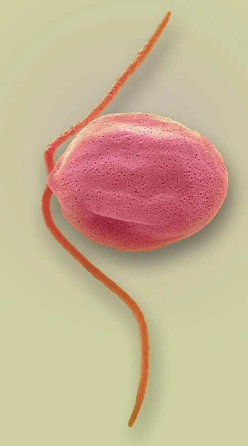 Dunaliella Salina Dunaliella Salina