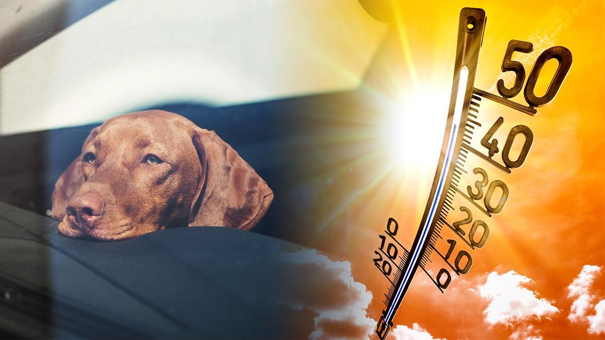 Не оставляйте животных в машине! Как быстро нагревается автомобиль на солнце в инфографике Не оставляйте животных в машине! Как быстро нагревается автомобиль на солнце в инфографике