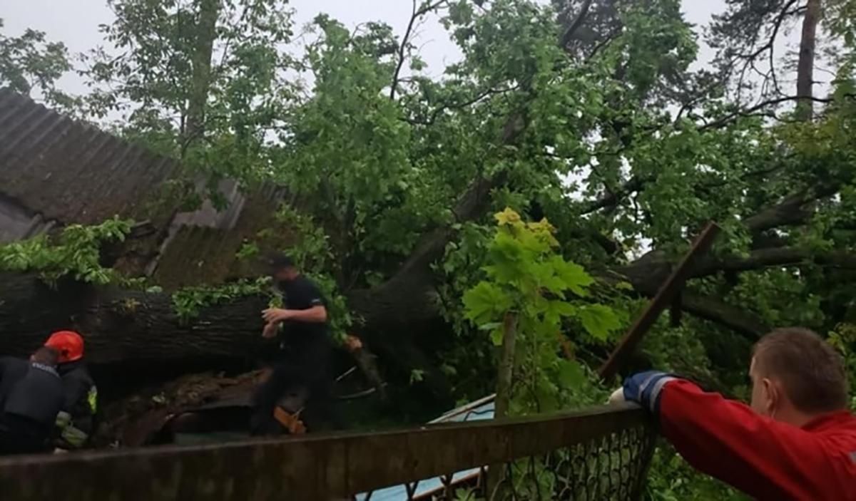 Дерево вбило жінку в Брюховичах 11 червня 2020: фото