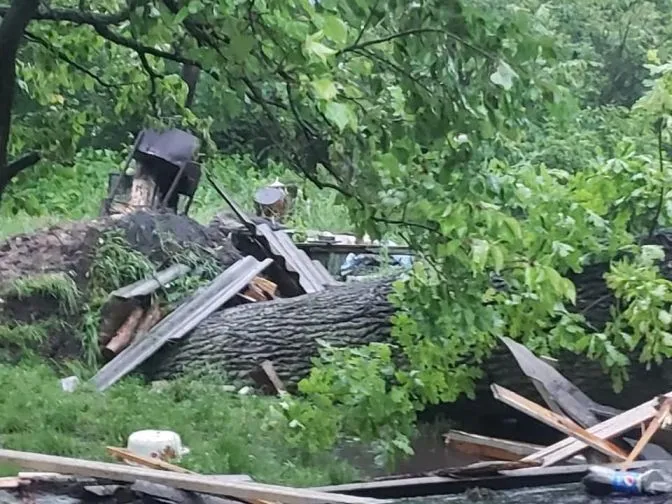 дерево впало на будинок і вбило жінку в Брюховичах