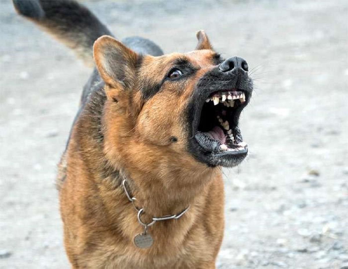 Работницу "Приватбанка" покусала собака: хозяин спокойно наблюдал за ситуацией – фото 18+