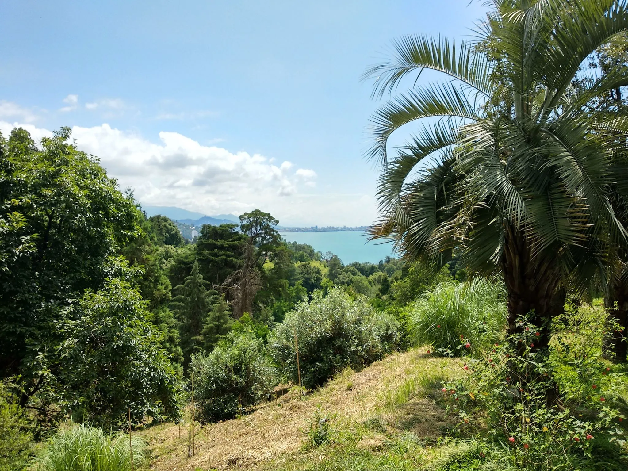 Батумський сад Батумський сад