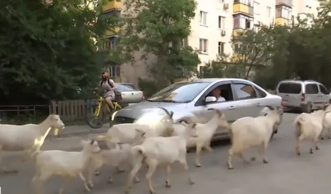 кози київ кози київ