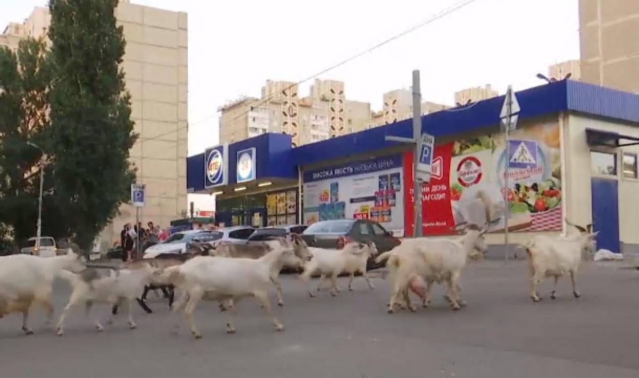 Гуляют среди домов и машин: в Киеве женщина держит 30 коз – фото