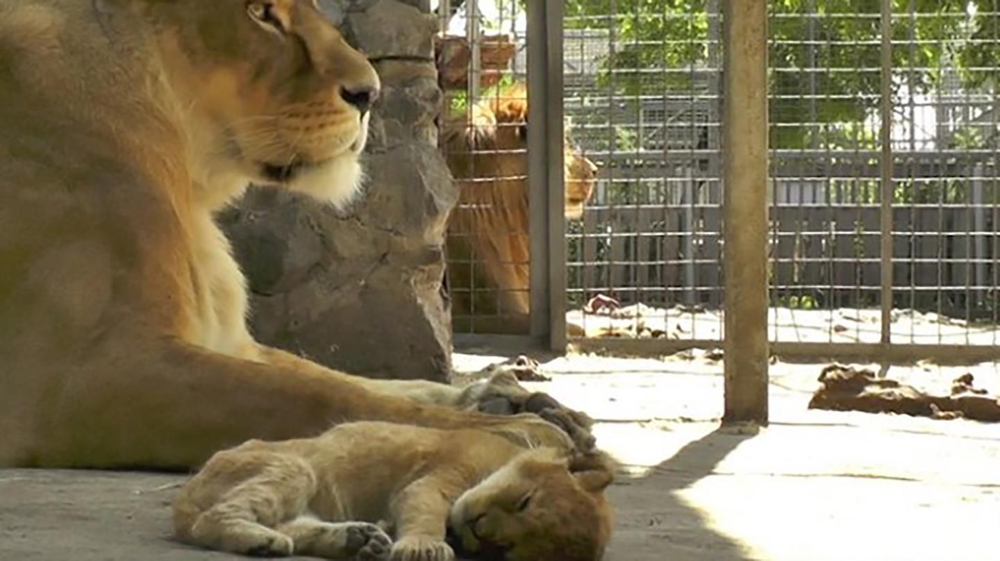 У зоопарку в Маріуполі народилося левеня: милі фото і відео