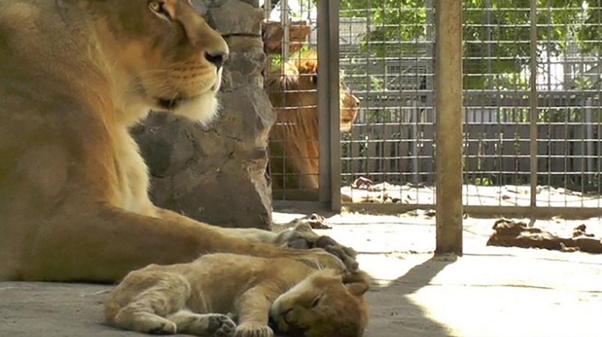 В зоопарке в Мариуполе родился львенок: милые фото и видео В зоопарке в Мариуполе родился львенок: милые фото и видео